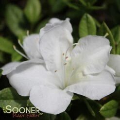 BLOOM-A-THON® WHITE AZALEA -NatureScape Shop DETA5 2244