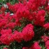 RED ROOSTER® CRAPEMYRTLE 1 RED ROOSTER® CRAPEMYRTLE -NatureScape Shop DETA5 2257