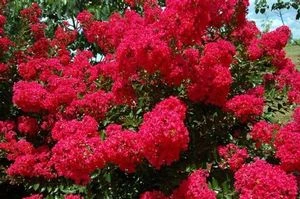 RED ROOSTER® CRAPEMYRTLE 3 RED ROOSTER® CRAPEMYRTLE