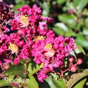 BERRY DAZZLE® CRAPEMYRTLE 6 BERRY DAZZLE® CRAPEMYRTLE - Image 4