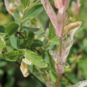 DAPPLED WILLOW 3 DAPPLED WILLOW