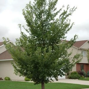 NEW HORIZON ELM 4 NEW HORIZON ELM - Image 2