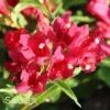 SONIC BLOOM® RED WEIGELA -NatureScape Shop DETA5 2435