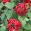RED BALLOON® VIBURNUM -NatureScape Shop DETA5 2437