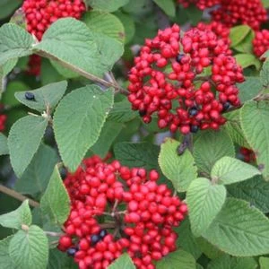 RED BALLOON® VIBURNUM 3 RED BALLOON® VIBURNUM