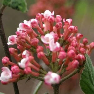 SPICE GIRL® KOREAN SPICE VIBURNUM 4 SPICE GIRL® KOREAN SPICE VIBURNUM - Image 2