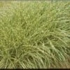 LITTLE ZEBRA DWARF MAIDEN GRASS -NatureScape Shop DETA5 252