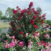 PRINCESS HOLLY ANNâ„¢ CRAPEMYRTLE 1 PRINCESS HOLLY ANNâ„¢ CRAPEMYRTLE -NatureScape Shop DETA5 2535