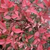 FLIRT™ NANDINA 2 FLIRT™ NANDINA -NatureScape Shop DETA5 2539
