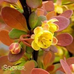 SUNJOY® TANGELO BARBERRY -NatureScape Shop DETA5 2569
