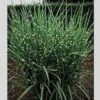 PORCUPINE MAIDEN GRASS -NatureScape Shop DETA5 257