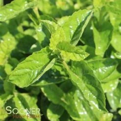 Front Page -NatureScape Shop DETA5 2597