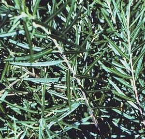 DWARF BLUE ARCTIC WILLOW 3 DWARF BLUE ARCTIC WILLOW