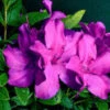BLOOM-A-THON® PURPLE SPECTACULAR™ AZALEA 1 BLOOM-A-THON® PURPLE SPECTACULAR™ AZALEA -NatureScape Shop DETA5 2657