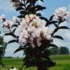 MOONLIGHT MAGIC™ CRAPEMYRTLE -NatureScape Shop DETA5 2672
