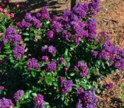 PURPLE MAGIC CRAPEMYRTLE 6 PURPLE MAGIC CRAPEMYRTLE -NatureScape Shop DETA5 2674