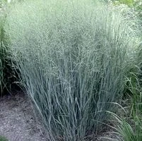 HEAVY METAL SWITCH GRASS 5 HEAVY METAL SWITCH GRASS - Image 3