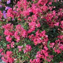 STRAWBERRY DAZZLE® CRAPEMYRTLE -NatureScape Shop DETA5 2686