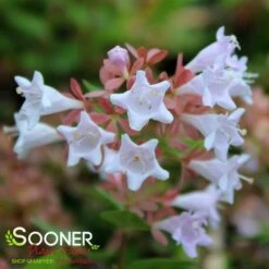 RASPBERRY PROFUSION™ ABELIA 9 RASPBERRY PROFUSION™ ABELIA -NatureScape Shop DETA5 2716