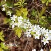 GOLD THREAD™ SPIRAEA -NatureScape Shop DETA5 2719