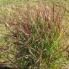 SHENANDOAH SWITCH GRASS 1 SHENANDOAH SWITCH GRASS -NatureScape Shop DETA5 272