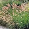 HAMELN DWARF FOUNTAIN GRASS -NatureScape Shop DETA5 274