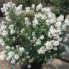 ENDURING SUMMER™ WHITE CRAPEMYRTLE 2 ENDURING SUMMER™ WHITE CRAPEMYRTLE -NatureScape Shop DETA5 2826
