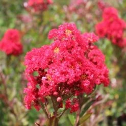 ENDURING SUMMER™ RED CRAPEMYRTLE -NatureScape Shop DETA5 2828