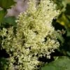 SNOWDANCE™ JAPANESE TREE LILAC