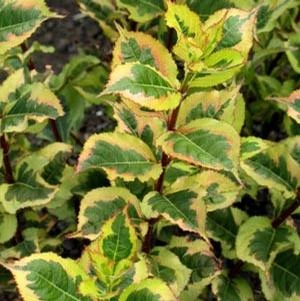 RAINBOW SENSATION™ WEIGELA 4 RAINBOW SENSATION™ WEIGELA - Image 2