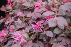 CRIMSON FIRE™ LOROPETALUM -NatureScape Shop DETA5 2882