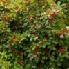 WILDFIRE™ WINTERBERRY HOLLY -NatureScape Shop DETA5 2885