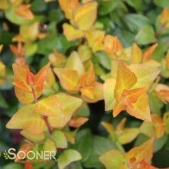 Front Page 8 Front Page -NatureScape Shop DETA5 2895