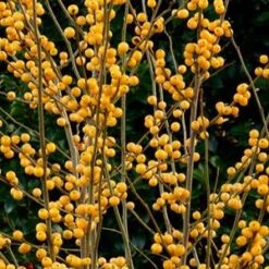 BERRY HEAVY® GOLD WINTERBERRY HOLLY -NatureScape Shop DETA5 3040