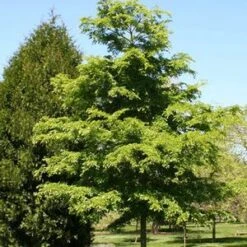 Front Page -NatureScape Shop DETA5 31