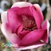 BLACK TULIP® MAGNOLIA -NatureScape Shop DETA5 3122