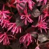 JAZZ HANDS PINK® LOROPETALUM -NatureScape Shop DETA5 3180