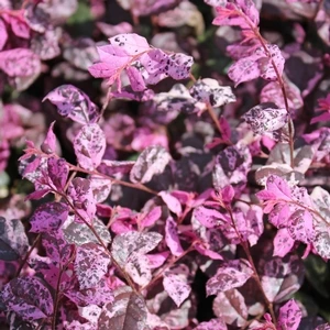 JAZZ HANDS VARIEGATED® LOROPETALUM 3 JAZZ HANDS VARIEGATED® LOROPETALUM