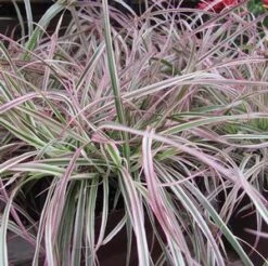 CHERRY SPARKLER FOUNTAIN GRASS -NatureScape Shop DETA5 3222