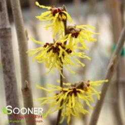 ARNOLD'S PROMISE WITCH HAZEL -NatureScape Shop DETA5 3235