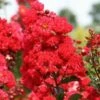 RUFFLED RED MAGIC™ CRAPEMYRTLE -NatureScape Shop DETA5 3239