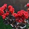 EBONY FLAME CRAPEMYRTLE 1 EBONY FLAME CRAPEMYRTLE -NatureScape Shop DETA5 3276