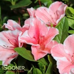AUTUMN SUNBURST® ENCORE® AZALEA -NatureScape Shop DETA5 3309