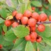 LITTLE GOBLIN® ORANGE WINTERBERRY HOLLY -NatureScape Shop DETA5 3356
