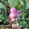 PROUD BERRY® CORALBERRY -NatureScape Shop DETA5 3368