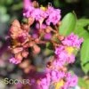 INFINITINI® ORCHID CRAPEMYRTLE 2 INFINITINI® ORCHID CRAPEMYRTLE -NatureScape Shop DETA5 3441