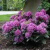 DANDY MAN® PURPLE RHODODENDRON -NatureScape Shop DETA5 3447