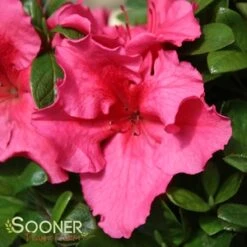 BLOOM-A-THON® HOT PINK AZALEA -NatureScape Shop DETA5 3448