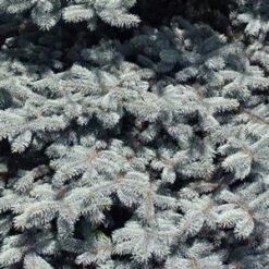BABY BLUE EYES BLUE SPRUCE -NatureScape Shop DETA5 3586