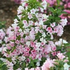 CZECHMARK TRILOGY® WEIGELA -NatureScape Shop DETA5 3617